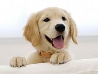 pic for Cute Smiling Puppy 